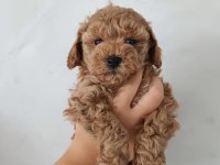 Toy poodle bebekler teslime hazır