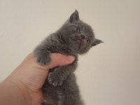 uygun british shorthair yavrular sahibini bekliyor
