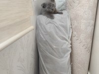 Birinci Kalite Blue Scottish Fold Yavru