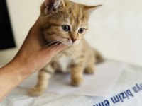 Güzel golden tabby bir prenses kedimiz bırakıyorum buraya