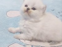 Maviş Gözlü British Shorthair Bebekler