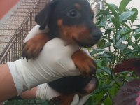SAFKAN DOBERMAN KÖPEĞİ YAVRULARIMIZ