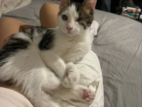 KEDİMİZ ÇIRPIK YUVA ARIYOR
