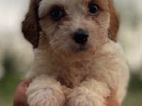 Sağlıklı neşeli ve eğlenceli bebek köpekler