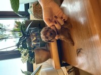 Güzel ve sağlıklı poodle bebekler