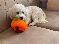 Sempatik maltipoo yavrular