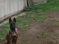 Belçika kurdu 5 erkek 4 dişi belçika kurdu yavrularımız