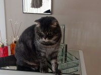 KEDİMİZ KRALA YENİ YUVA ARIYORUM