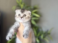 SCOTTISH FOLD A KALİTE YAVRULARIM 