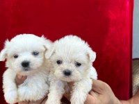 Maltese terrier yavruları