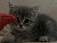 Tabby güzel british shorthair bebeğim