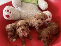 Dünyalar tatlısı küçük ırk poodle yavrular