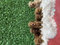 Toy Poodle bebişler