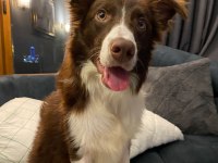 7 aylık Dişi Border Collie