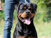 Türkiye Şampiyonu Rottweiler