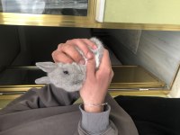 SAFKAN CÜCE LOP TAVŞANLAR