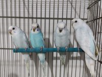 Ele alıştırmalık muhabbet kuşu bebekler