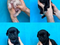 DİŞİ ERKEK PUG YAVRULARI YER DENİZLİ