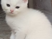 Kar beyaz british shorthair böyle güzellik yok