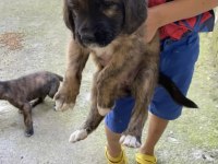 Afyon Ücretsiz Yavru Köpek Sahiplendirme
