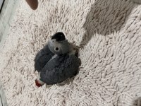 EL BESLEMESİ ÇOK EVCİL BEBEK JAKO PAPAĞANI