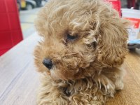 Poodle ayarında maltipoo