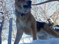 Alman çoban köpeği yavrumuzu sahiplendiriyoruz