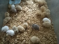 Toptan 80 Adet Gonzales Hamster