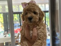TOY POODLE SAFKAN BEBEKLERİMİZ