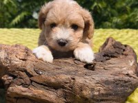 Oyuncak Surat Maltipoo Bebekler