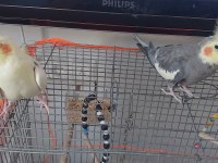 4 Yaş Çift Sultan Papağanı