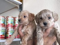 Maltipoo yavrular
