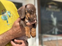 En güzel Show kalite dachshund yavrumuz