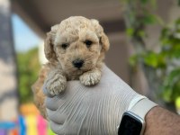 Maltipoo Kapıda Ödeme ve Kredi Kartı İmkânı Mevcuttur