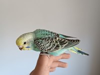 Ele alıştırmalık yeni sahibini bekleyen 3 kardeş yavru