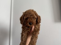 TOY POODLE 3 ERKEK ADANA