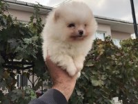 Üst segment ayı surat pomeranian