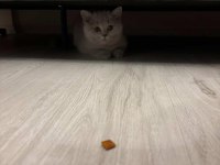 4 aylık Safkan British Shorthair Erkek Yavru