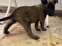 FCI A Secere Malinois Son 2 Erkek