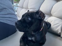 Cane corso 2 aylık