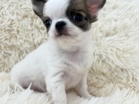 Eşsiz Güzellikte Safkan Chihuahua Yavrularımız