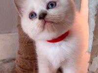 Teslime hazır uygun british shorthair bebekler