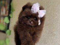 Çikolatalı Prenses Pomeranian Boo Dişi