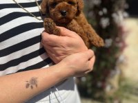 TOY POODLE YAVRULARIMIZ IRK VE SAGLIK GARANTİLİ
