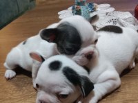 Mükemmel anatomi blue ve blue taşıcı french bulldog evlatlar