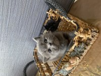 British Shorthair Gri