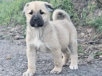 SAFKAN YAVRU KANGAL KÖPEKLER
