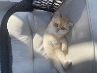 Şecereli Safkan Golden British Shorthair Dişi NY12