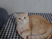 ANNE BRİTİSH SHORTHAİR 8 AYLIK ERKEK FULL EĞİTİMLİ
