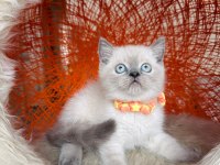 British shorthair blue point erkek iki aylık